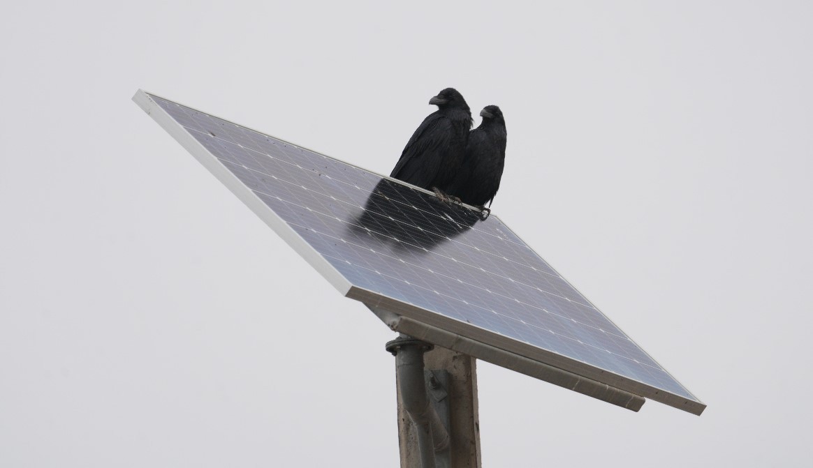 Common Raven - ML646910870