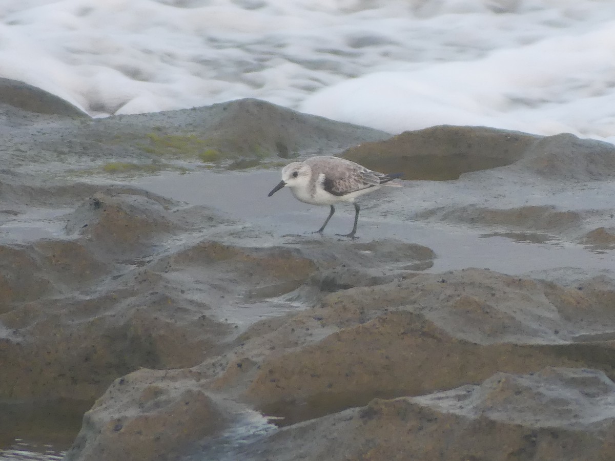 Sanderling - ML646910872