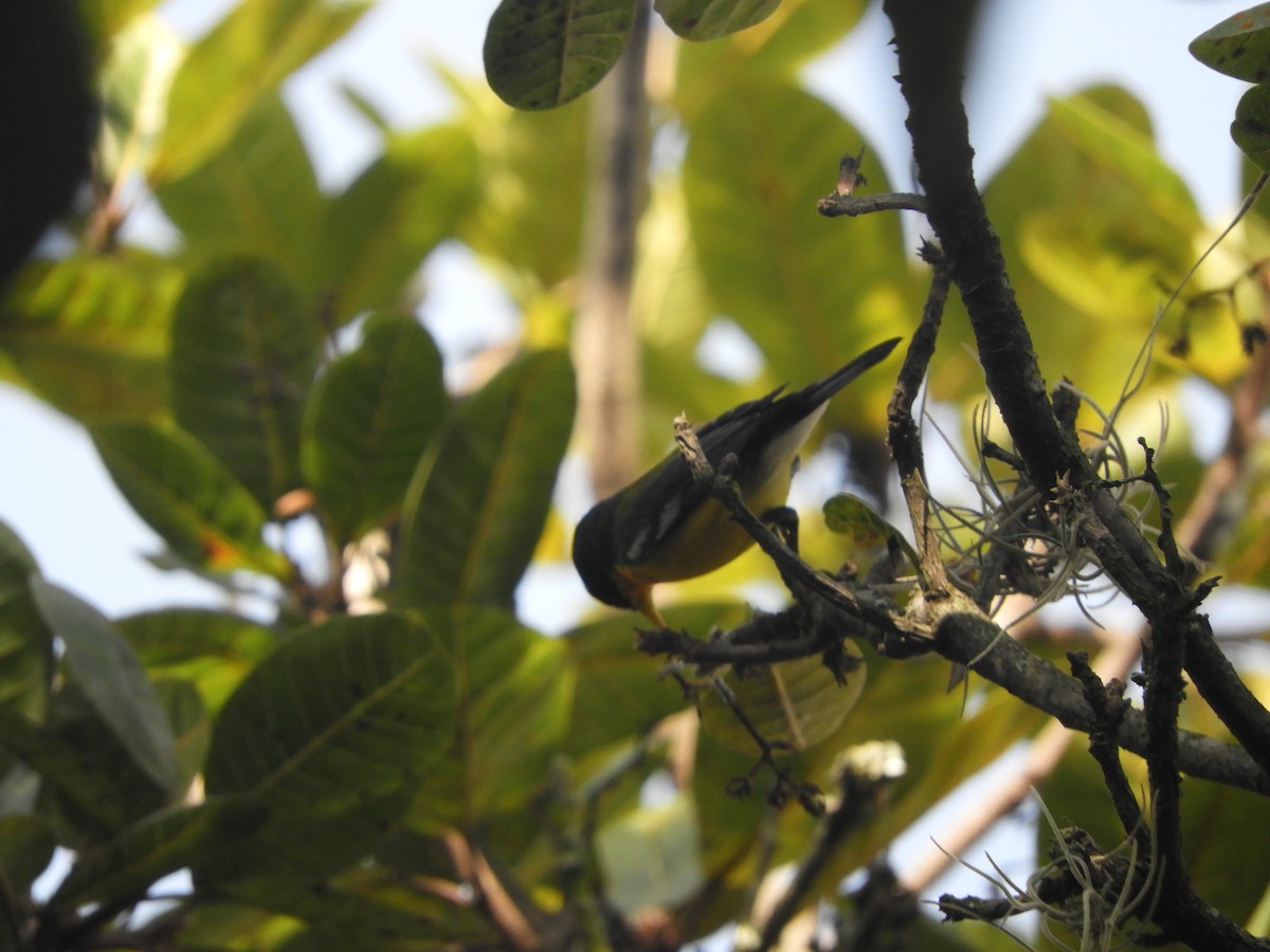 Tropical Parula - ML646910873