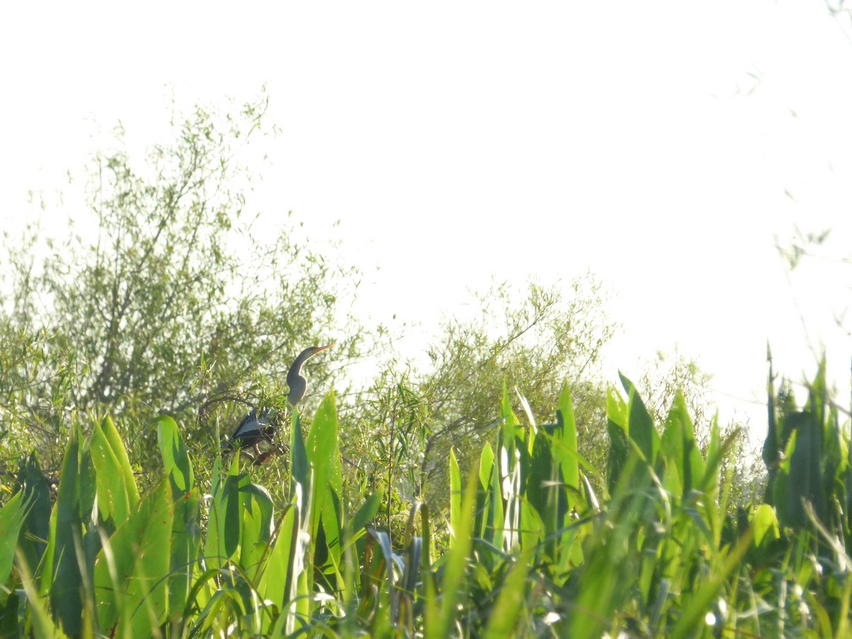 Yellow-rumped Marshbird - ML646910874