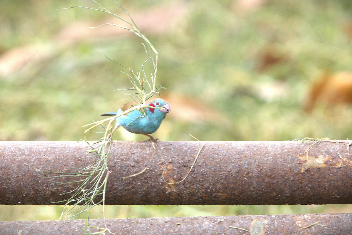 Al Yanaklı Mavi Mumgaga - ML646910875