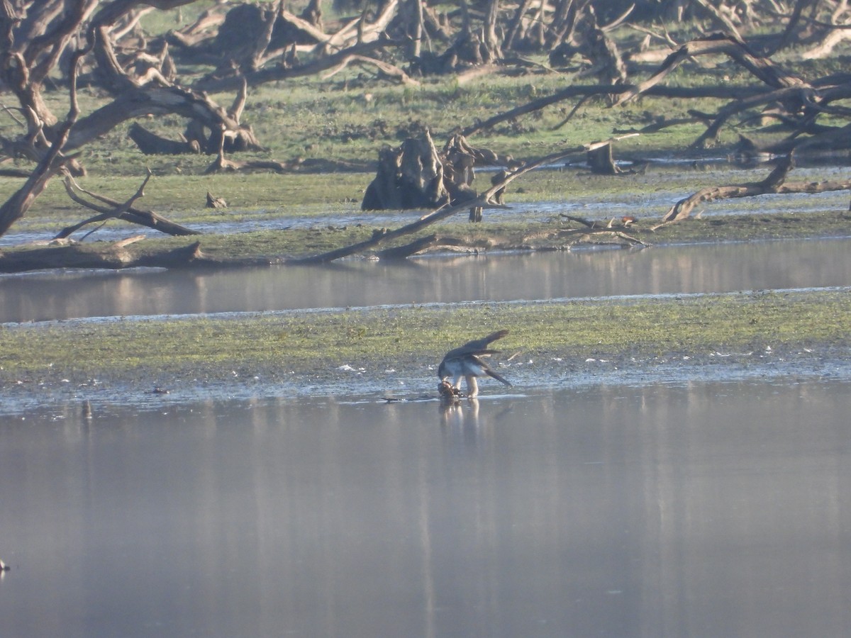 Яструб великий - ML646910876