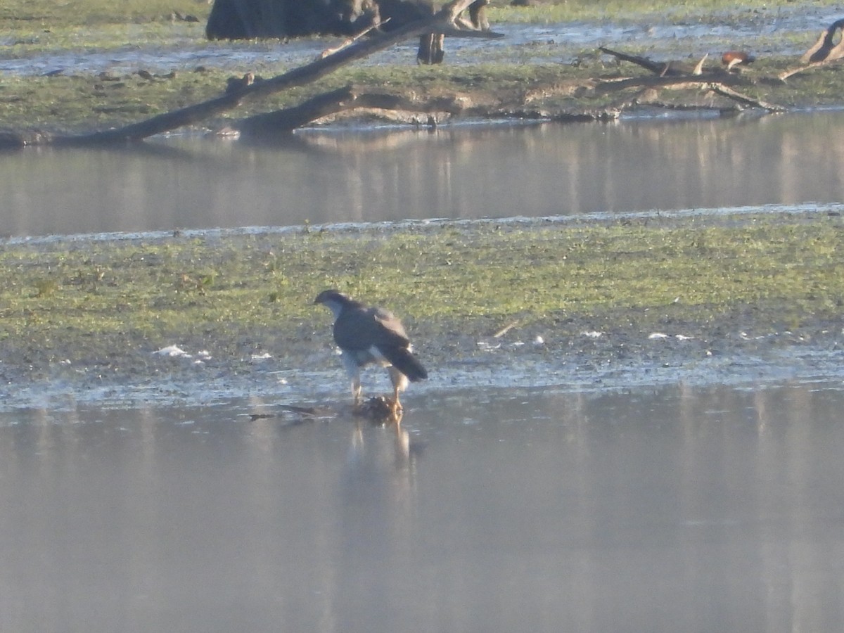 Яструб великий - ML646910877