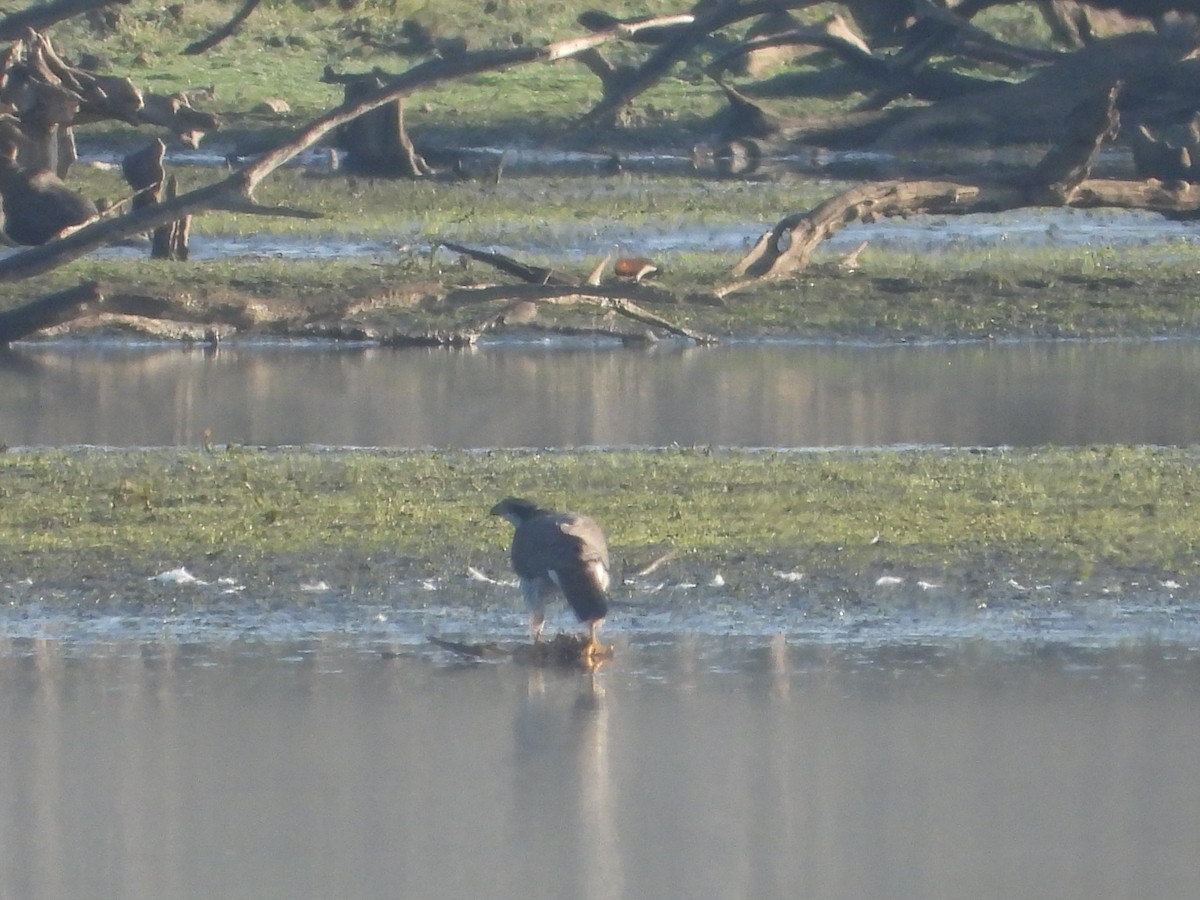 Яструб великий - ML646910878