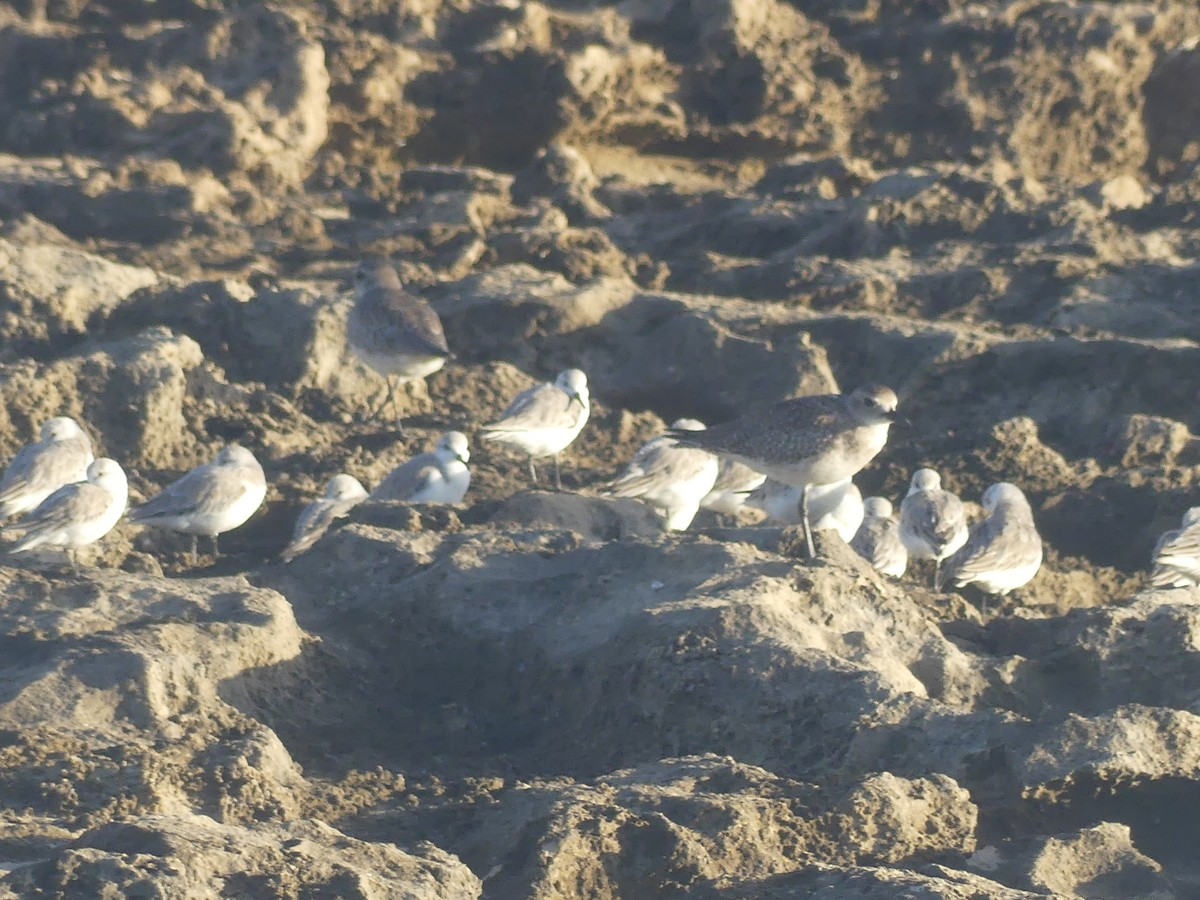 Sanderling - ML646910879