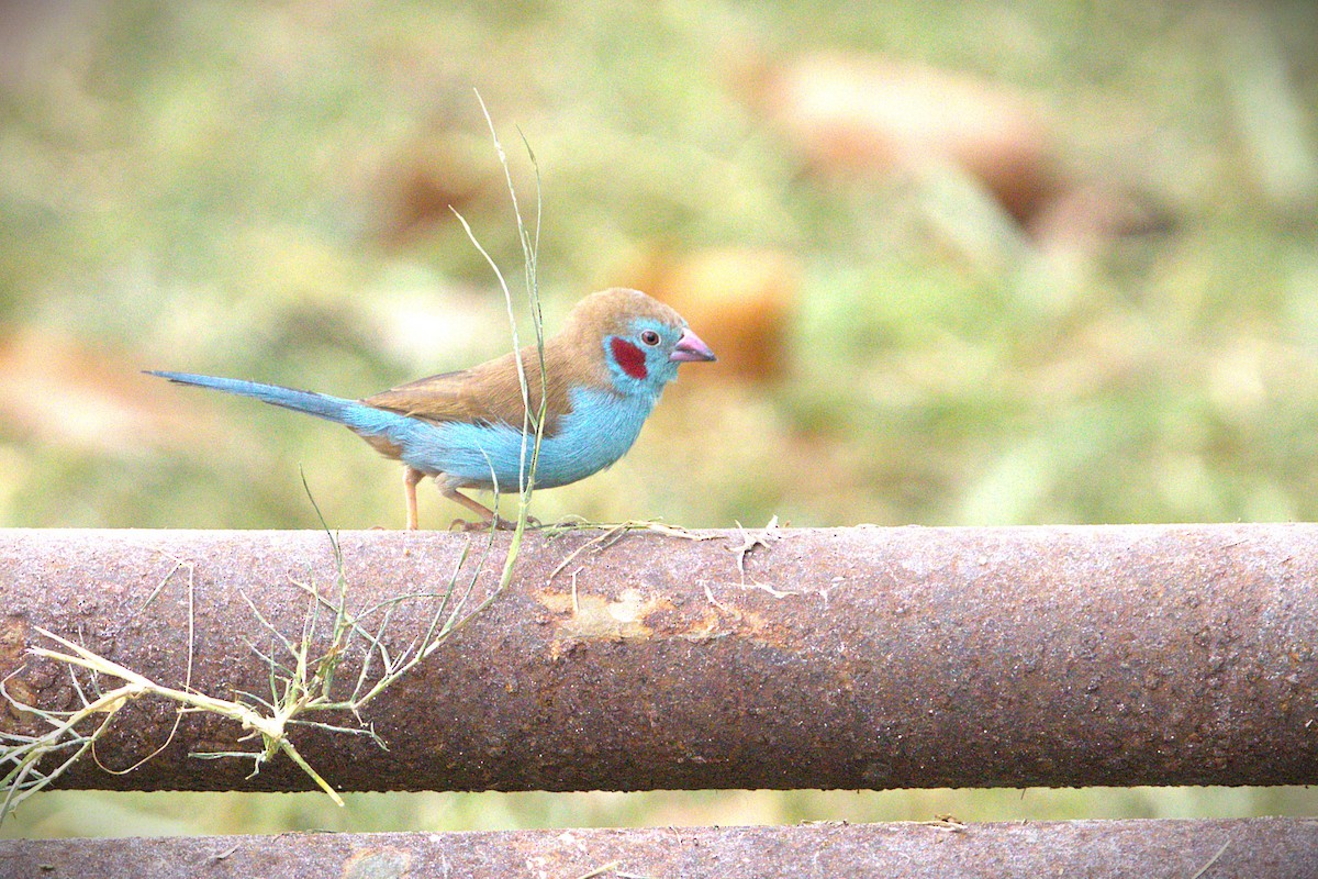 Red-cheeked Cordonbleu - ML646910880