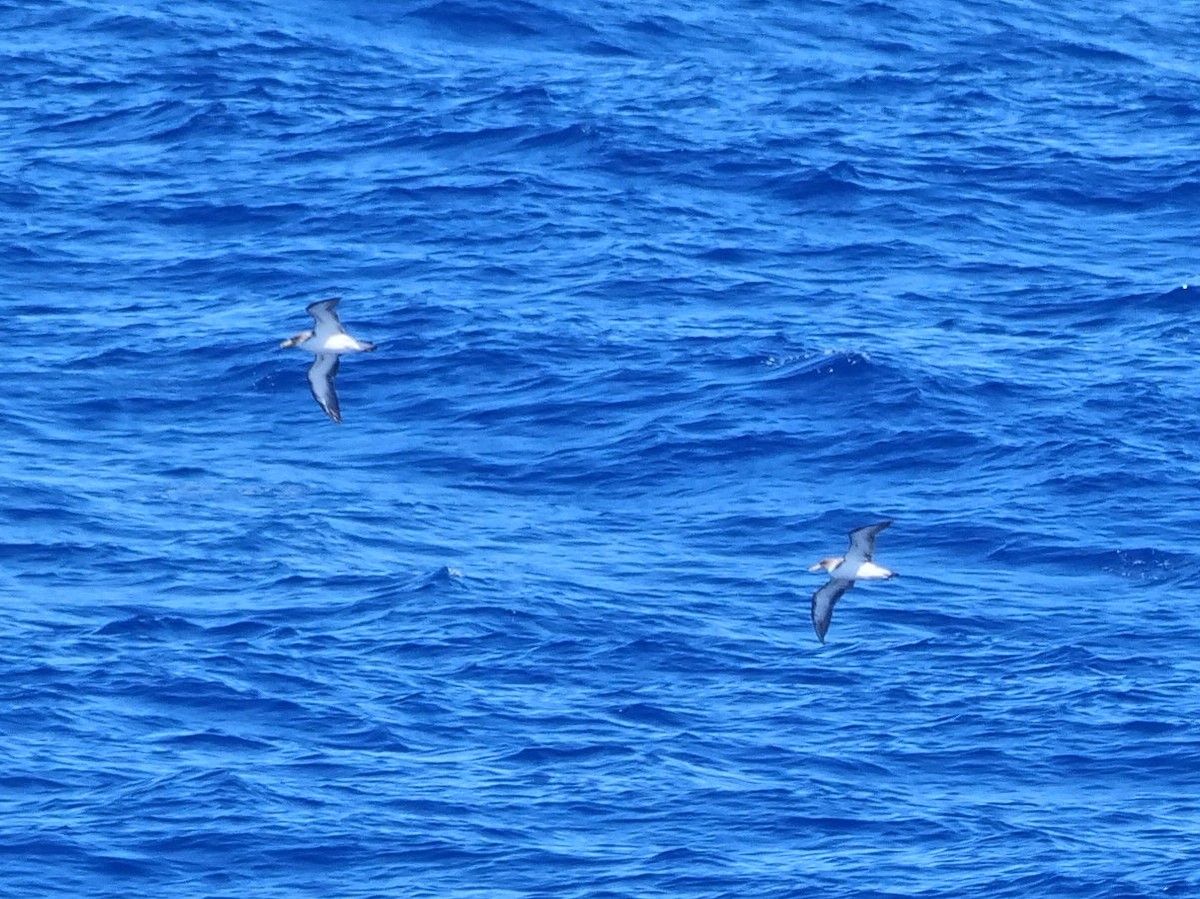 Буревісник бореальний - ML646910881