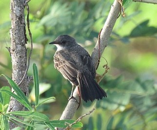 Sooty Tyrannulet - ML646910883