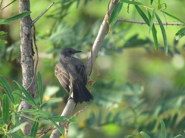 Sooty Tyrannulet - ML646910884