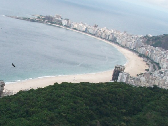 svartkondor - ML646910892