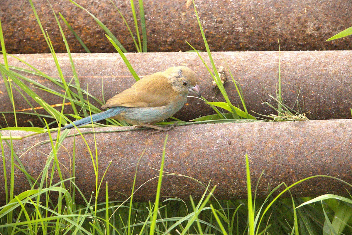 Red-cheeked Cordonbleu - ML646910894