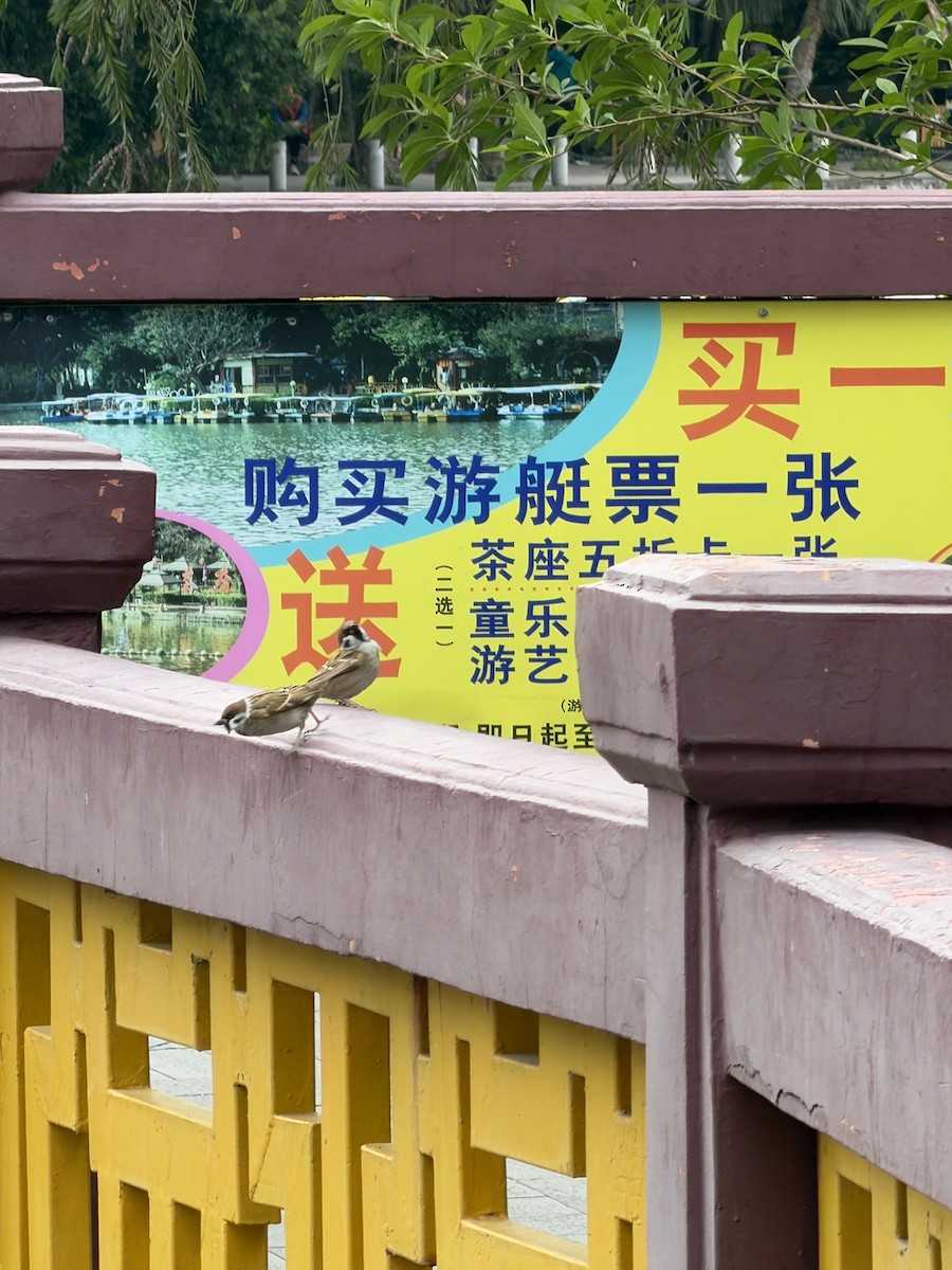 Gorrión Molinero - ML646910897