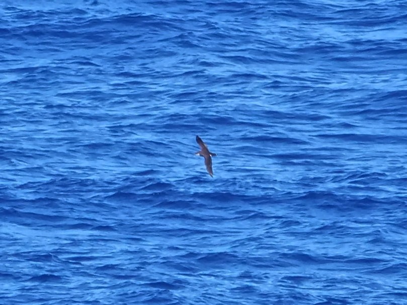 Буревісник реюньйонський - ML646910898