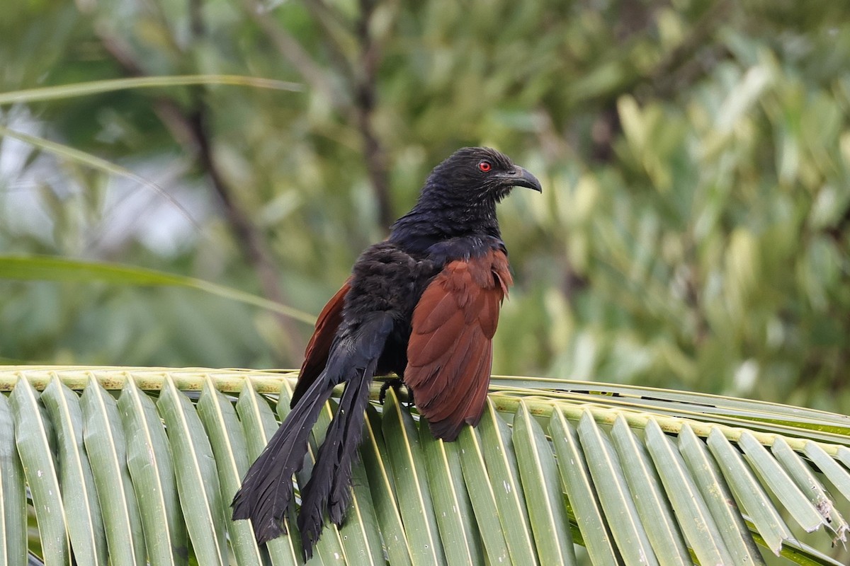 Greater Coucal - ML646910900