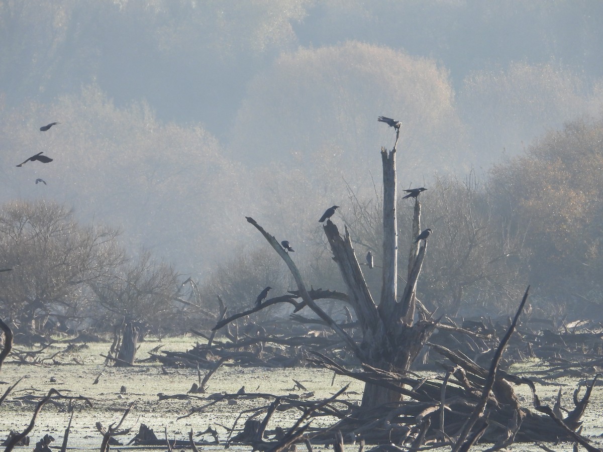 vrána černá - ML646910903