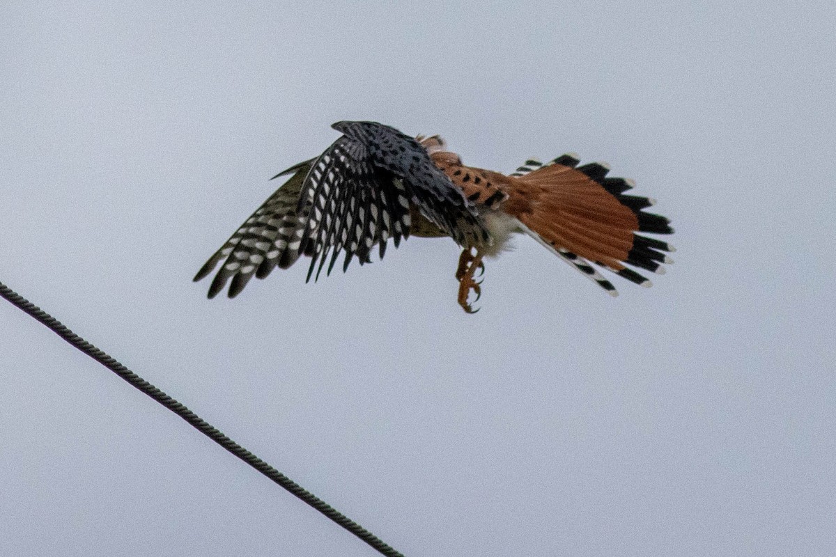 Ala Kerkenez - ML646910905