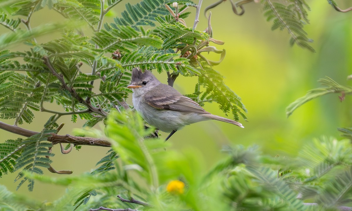 Güneyli Bıyıksız Tiranulet - ML646910907