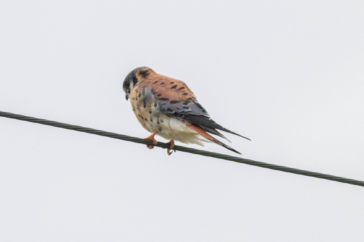 Ala Kerkenez - ML646910908