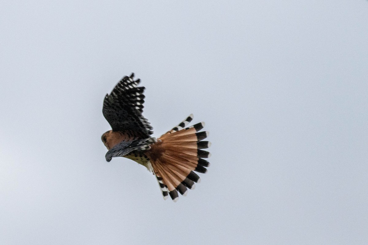 Ala Kerkenez - ML646910909