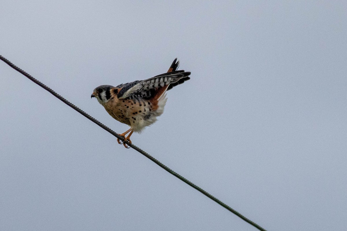 Ala Kerkenez - ML646910910