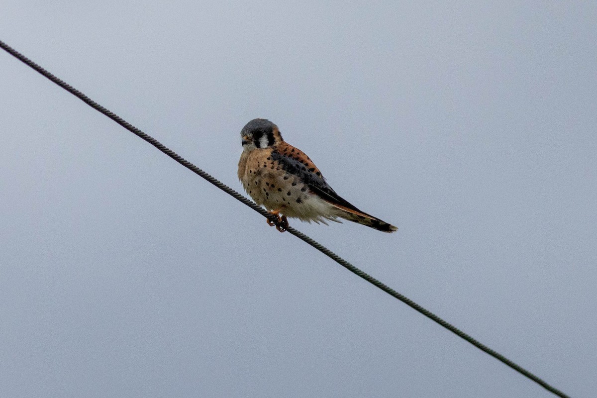 Ala Kerkenez - ML646910911