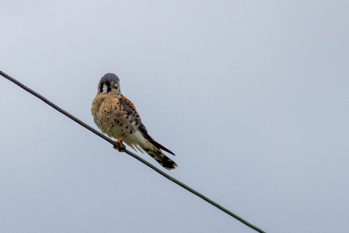 Ala Kerkenez - ML646910912