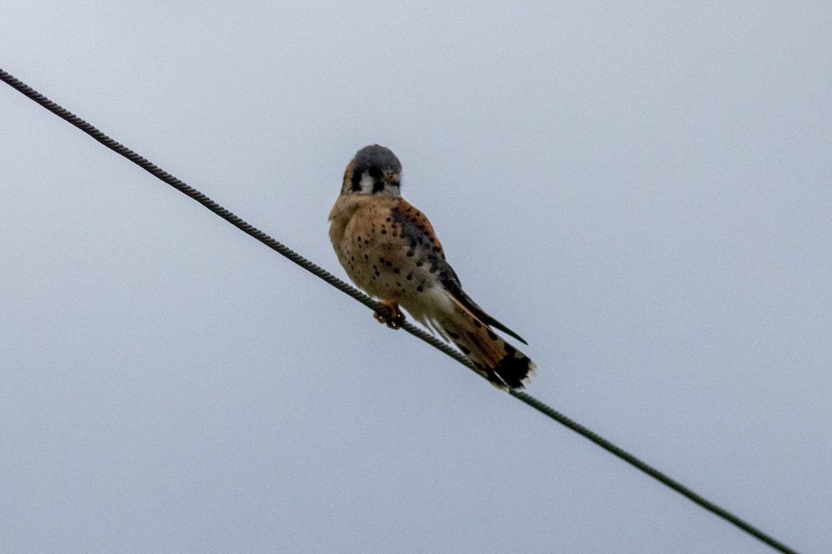 Ala Kerkenez - ML646910913