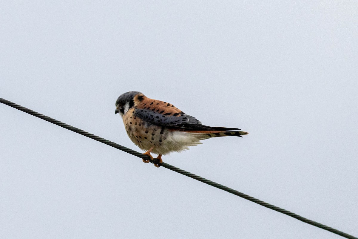 Ala Kerkenez - ML646910914