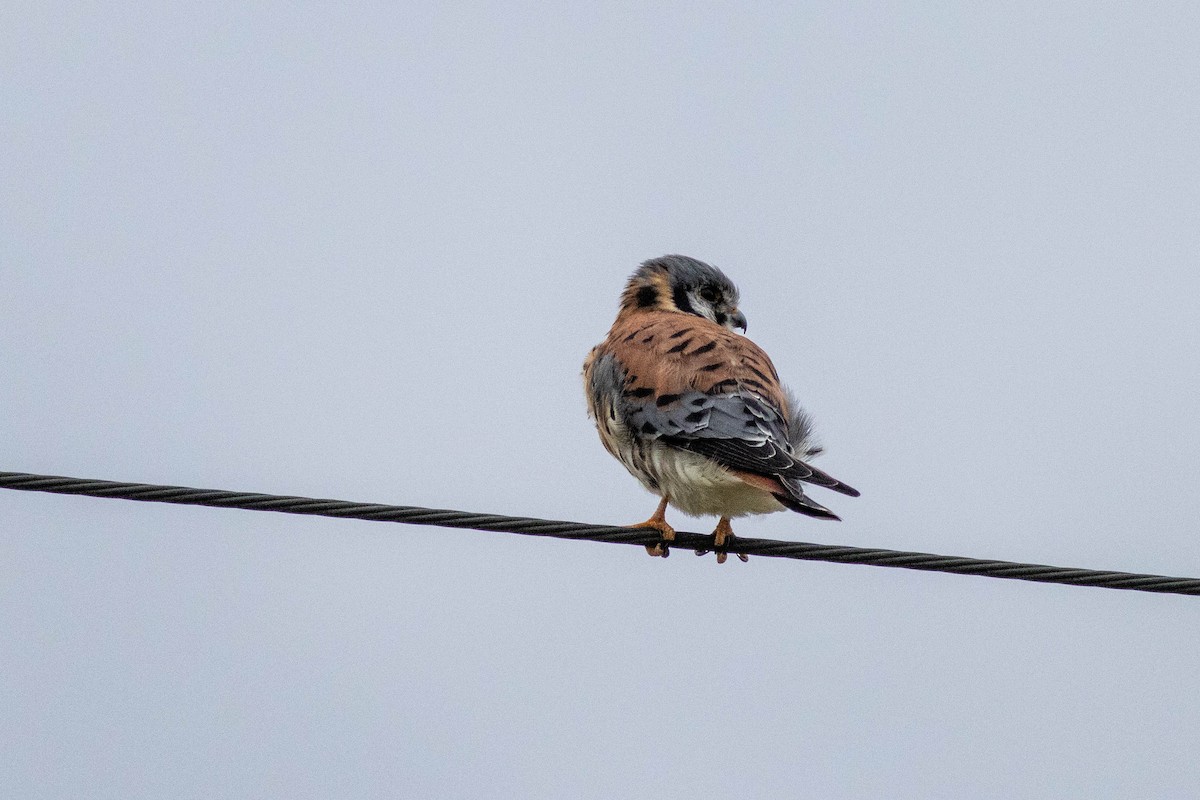 Ala Kerkenez - ML646910915