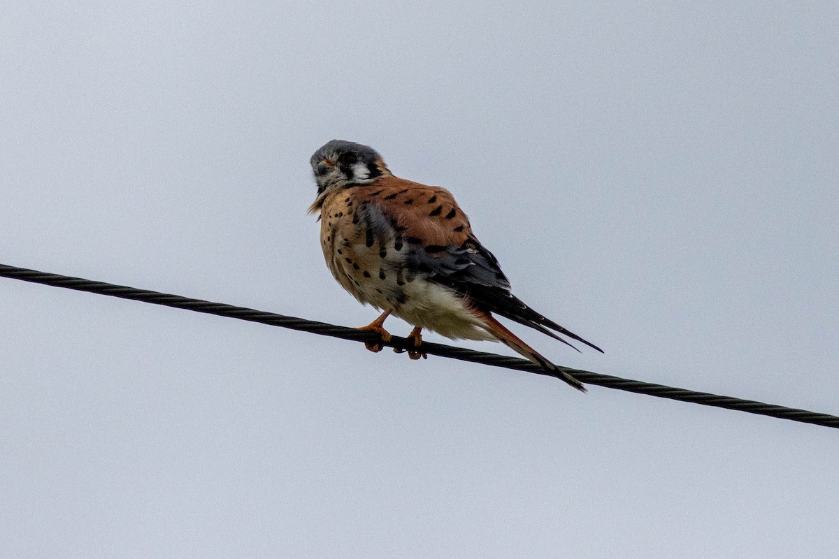 Ala Kerkenez - ML646910916