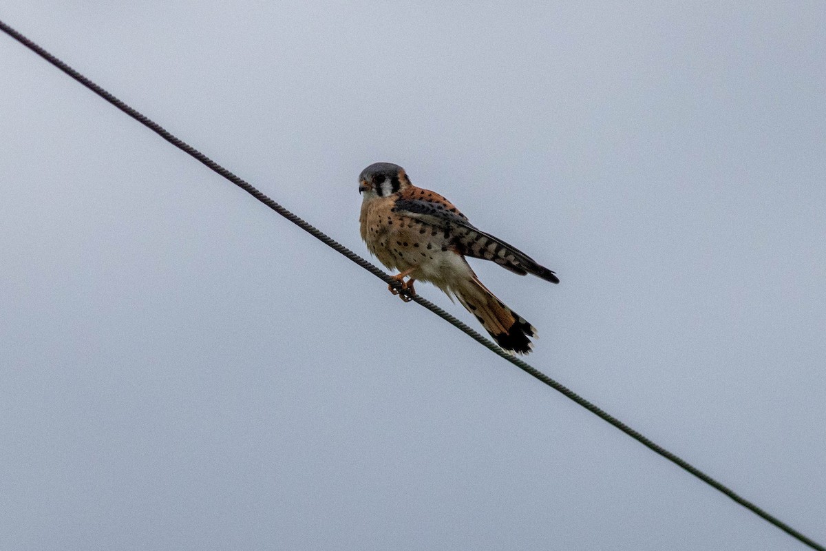 Ala Kerkenez - ML646910918