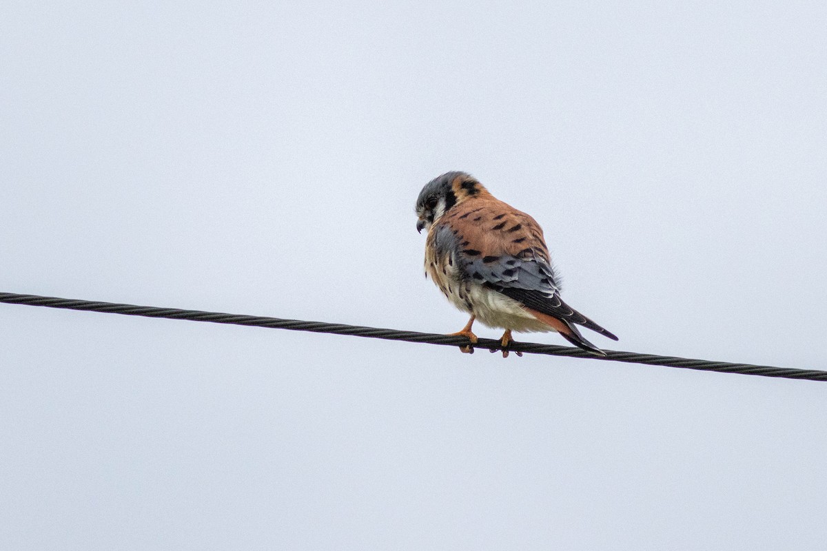 Ala Kerkenez - ML646910919