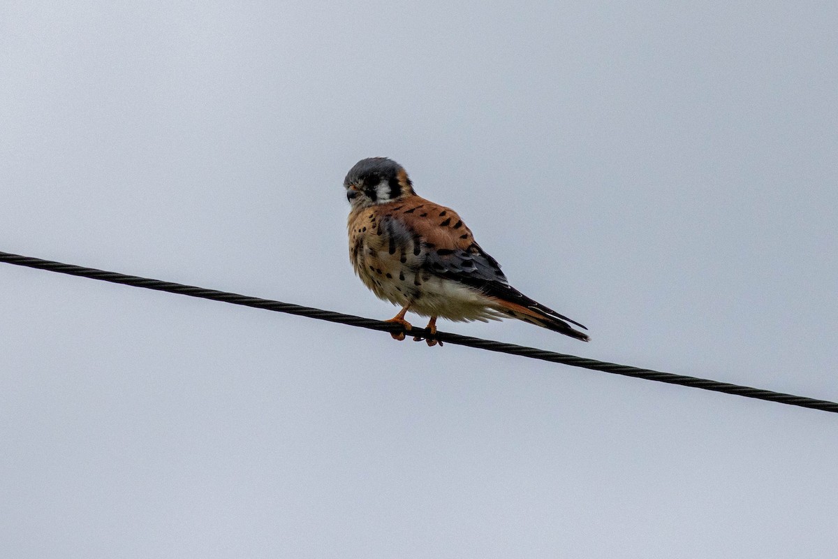 Ala Kerkenez - ML646910920