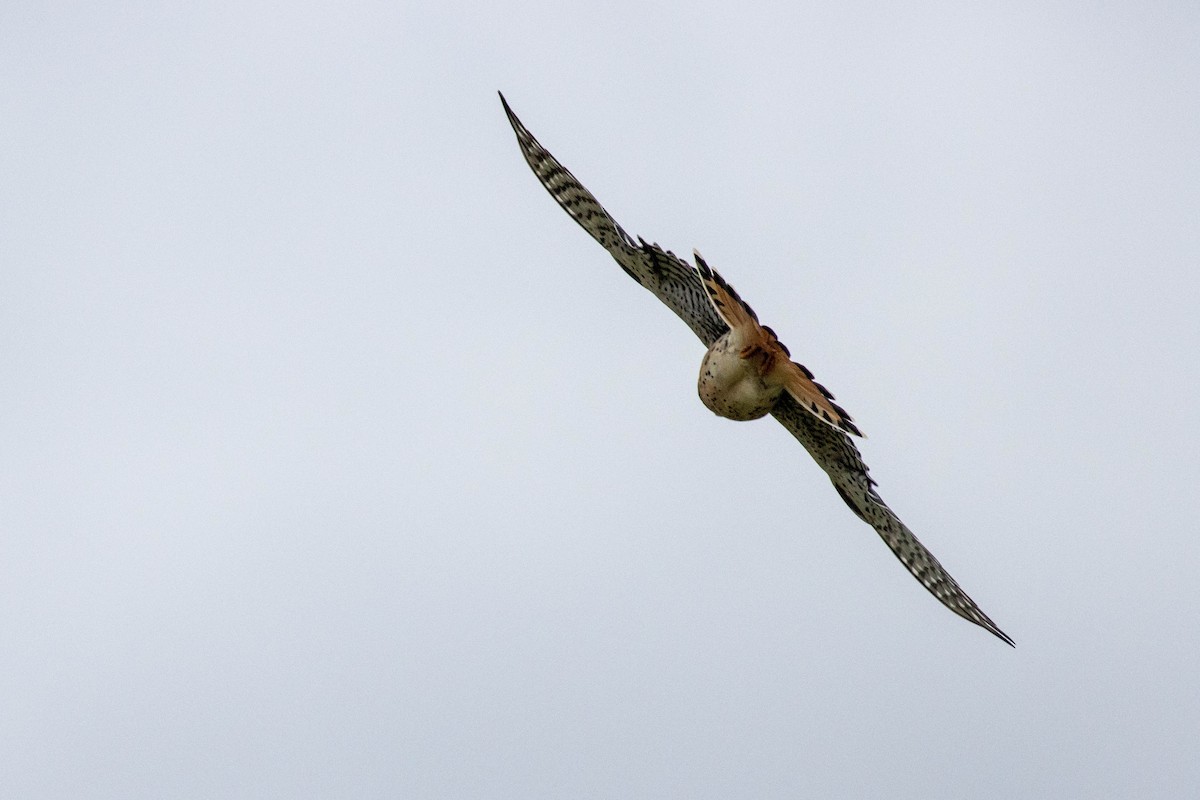 Ala Kerkenez - ML646910921