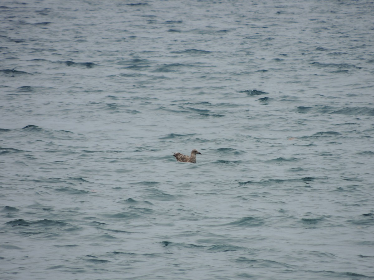 Yosun Martısı - ML646910923