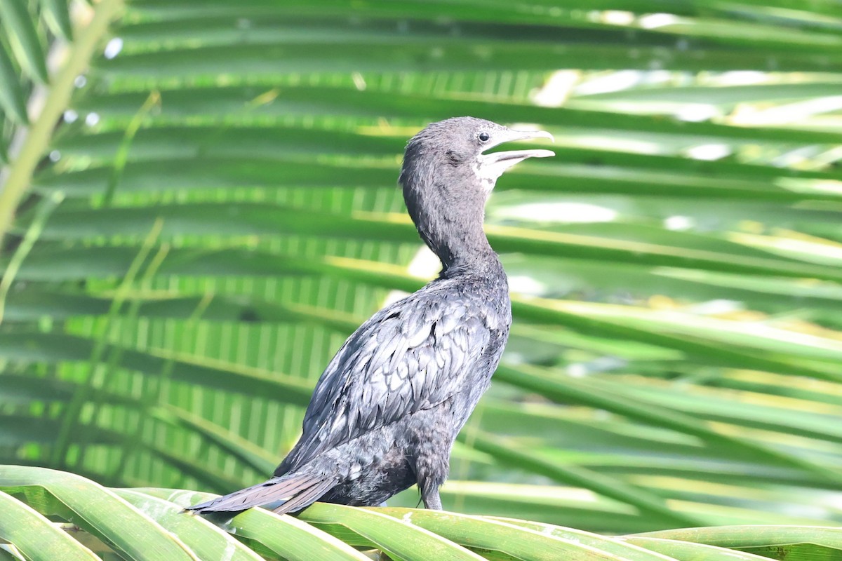 Kara Küçük Karabatak - ML646910924