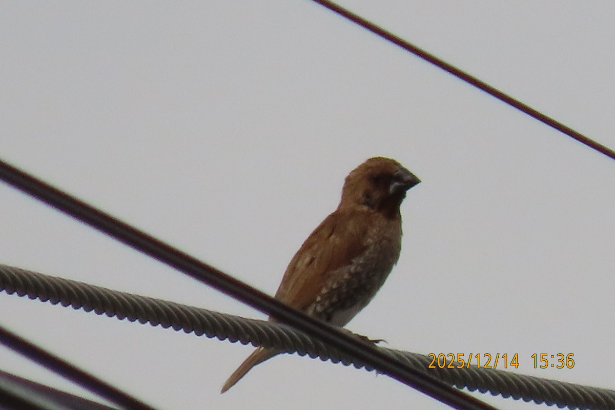 Pullu Munya - ML646910927