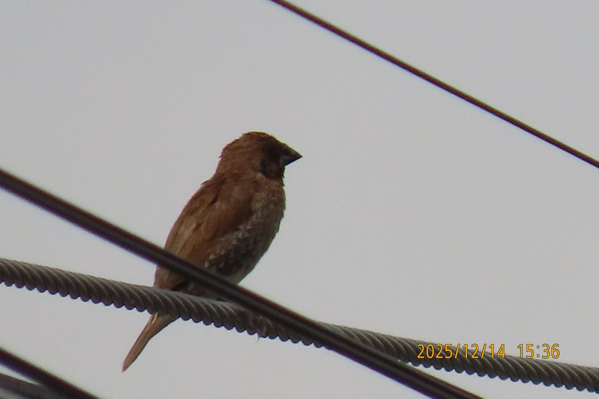 Pullu Munya - ML646910928