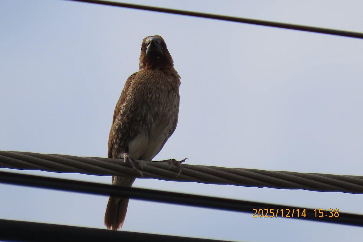 Pullu Munya - ML646910929