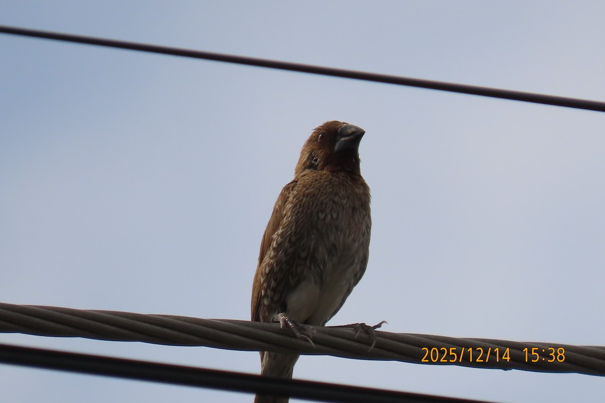 Pullu Munya - ML646910930