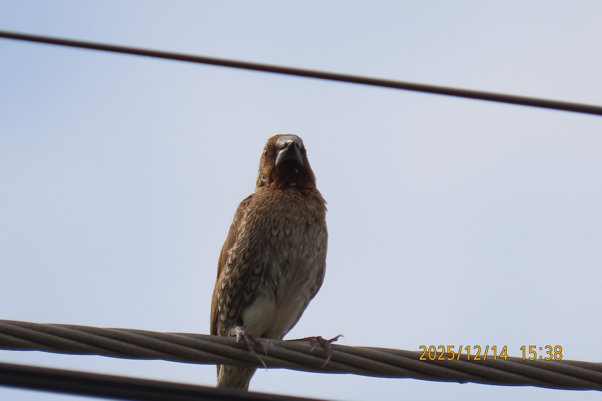 Pullu Munya - ML646910931