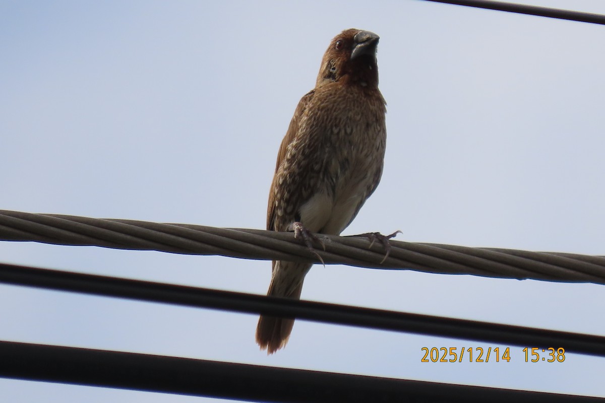 Pullu Munya - ML646910932