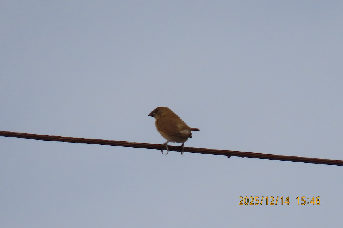 Pullu Munya - ML646910933