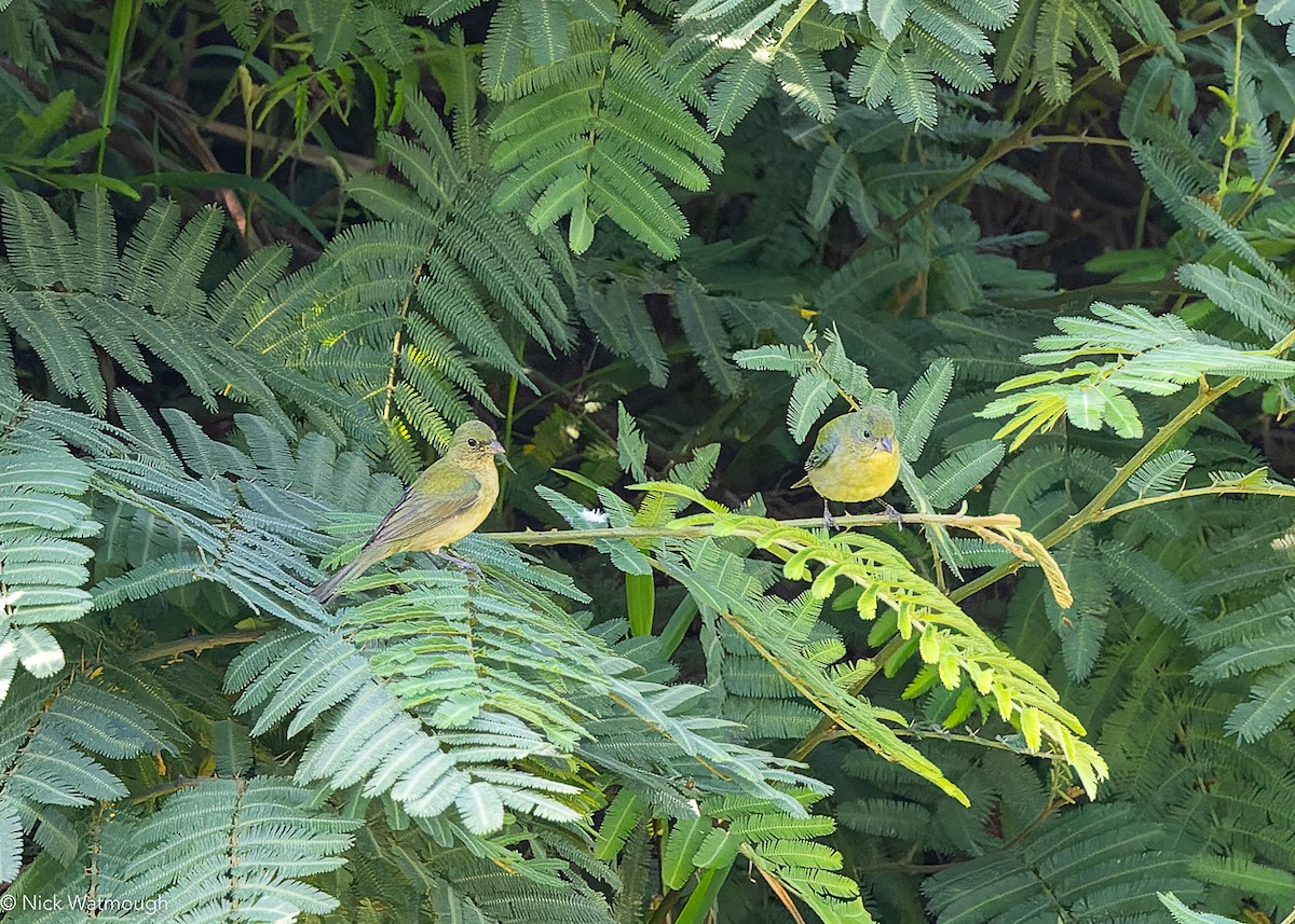 ゴシキノジコ - ML646910934