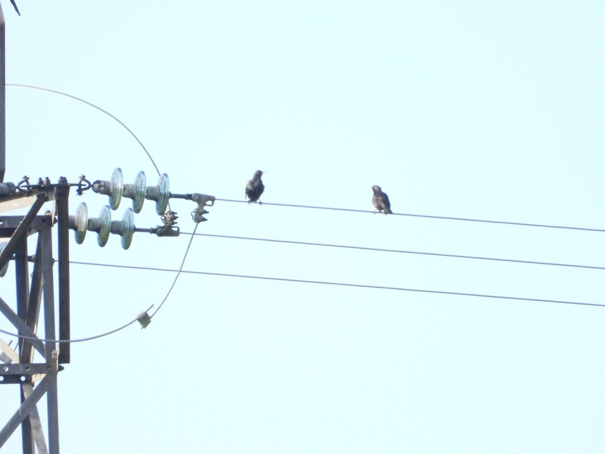 Kara Sığırcık - ML646910935