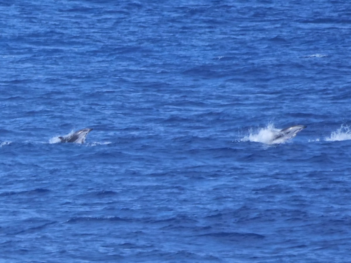 Striped Dolphin - ML646910936