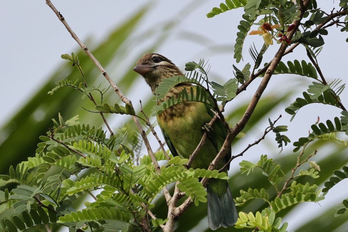 White-cheeked Barbet - ML646910942