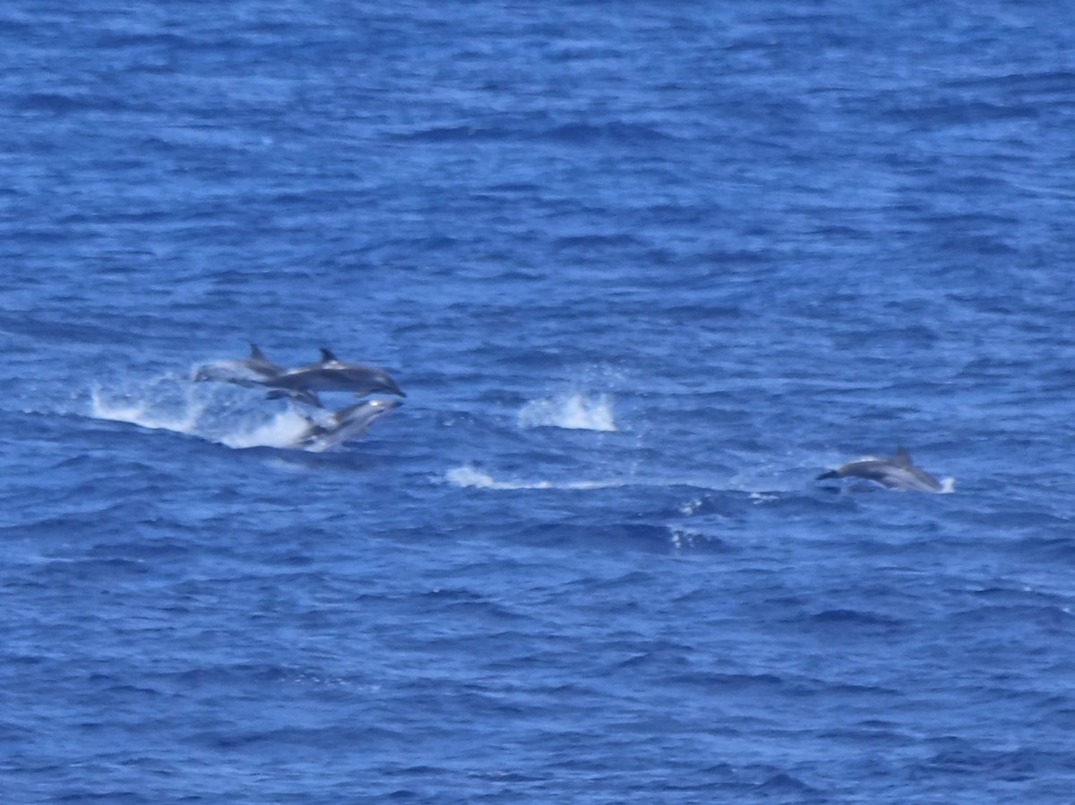 Striped Dolphin - ML646910946