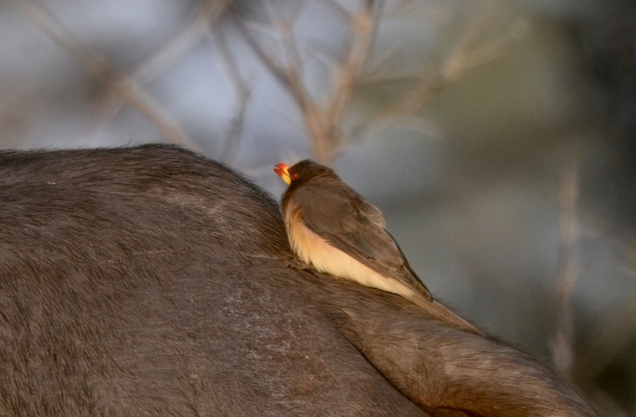 Yellow-billed Oxpecker - ML646910955