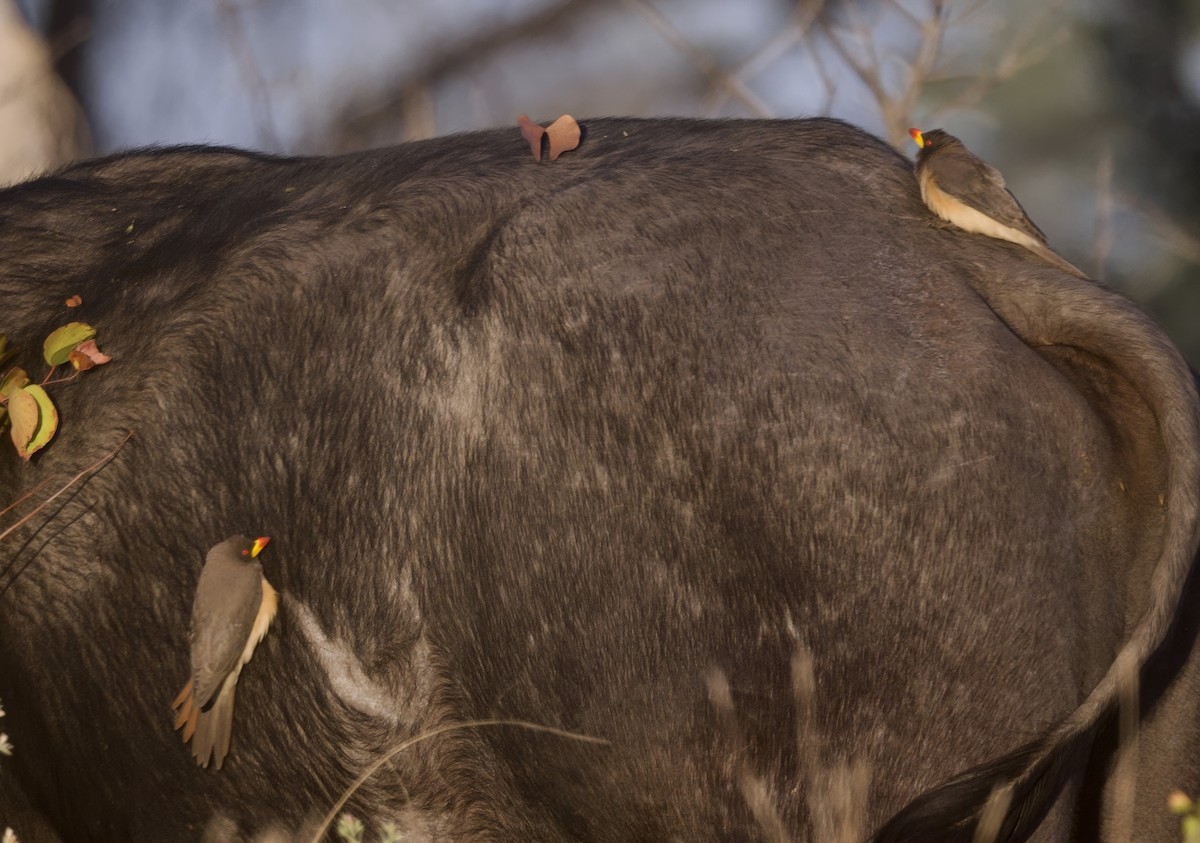 Yellow-billed Oxpecker - ML646910956